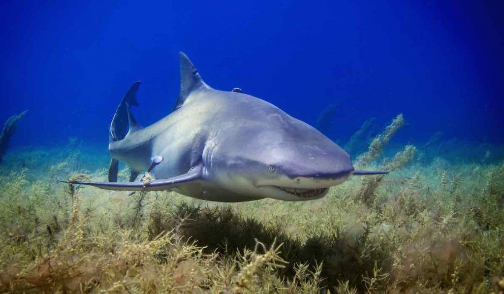 Addison, 17 ans, attaquée par un requin : le sauvetage courageux de son frère