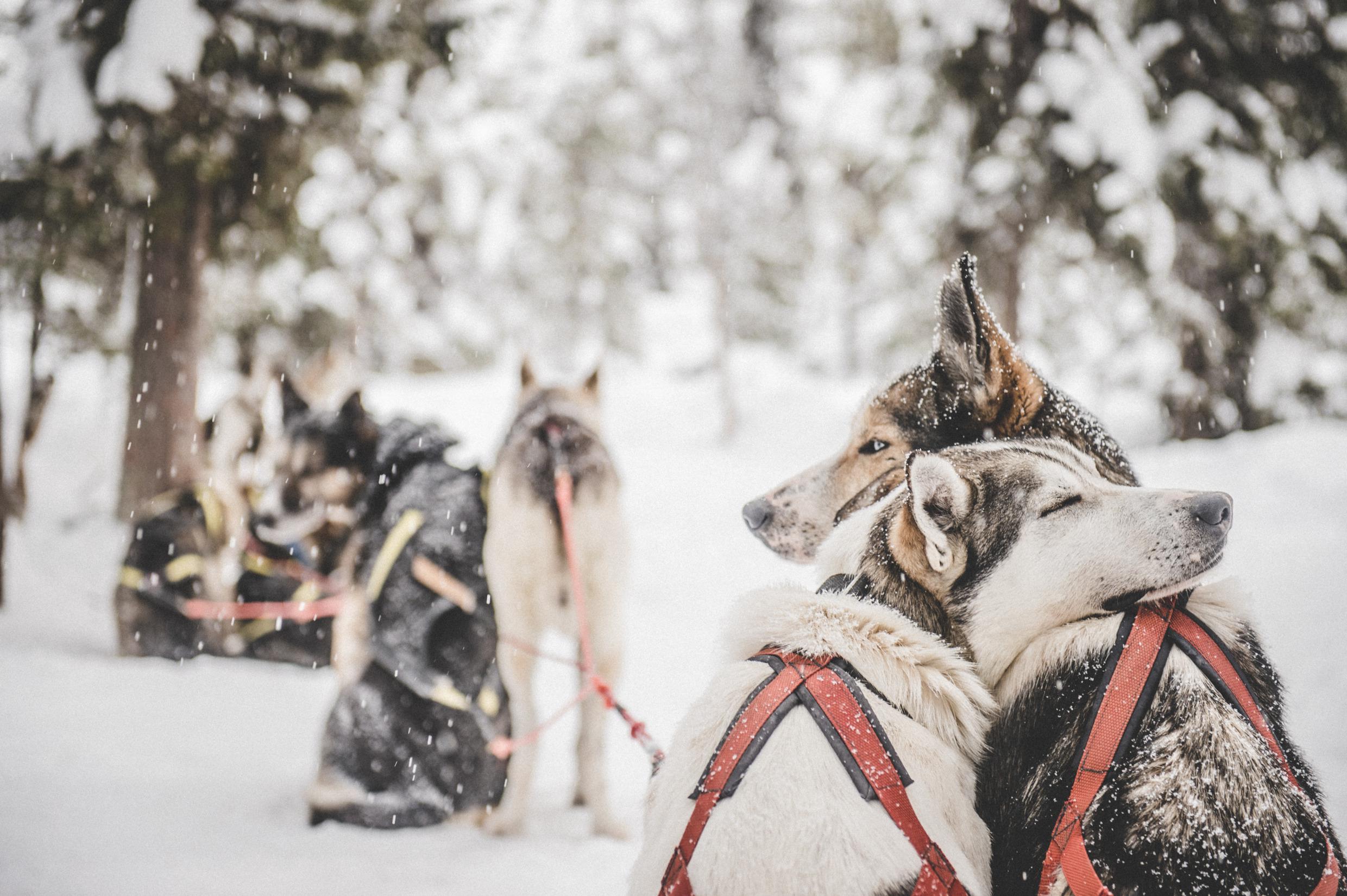 Pourquoi les Scandinaves plongent leurs pulls dans la neige : un secret ingénieux révélé
